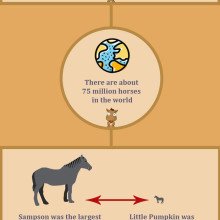 amazing-horse-facts