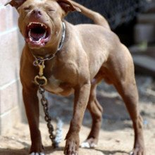1-pit-bull-growling