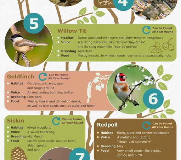 Woodland Birds of Britain Infographic