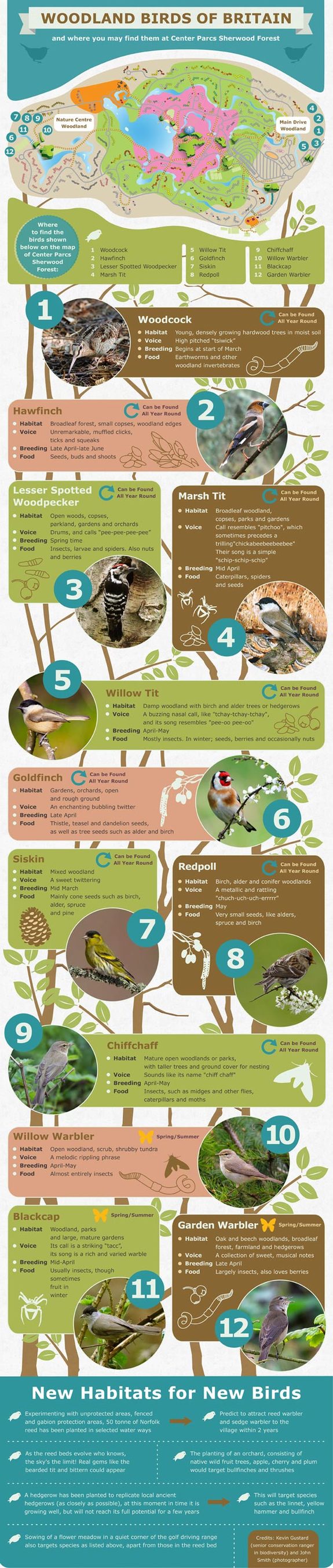 Woodland Birds of Britain Infographic