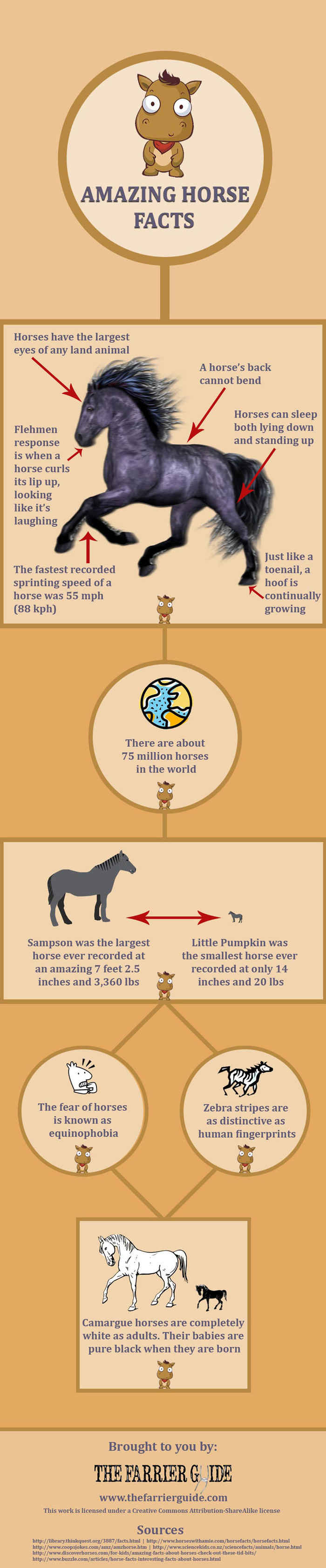 Amazing Horse Facts infographic