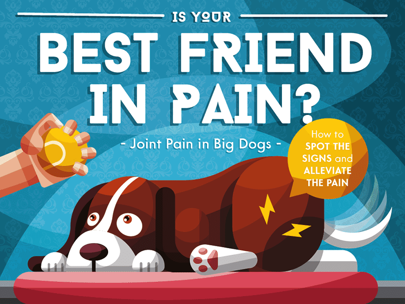 Dogs In Pain: How To Make Them Feel Better